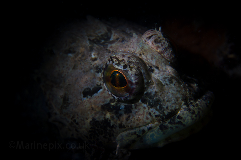 scorpion fish - diver in the eye detail